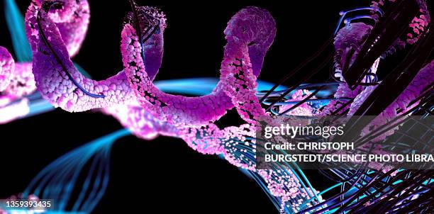 ilustraciones, imágenes clip art, dibujos animados e iconos de stock de protein, illustration - aminoácido