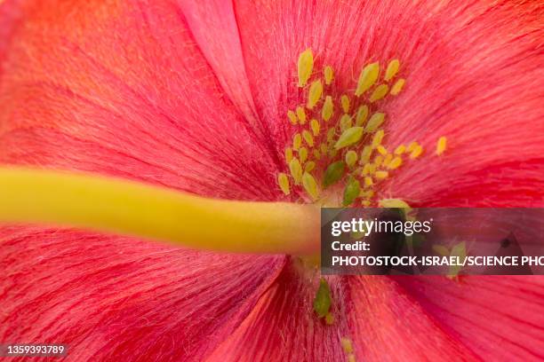 aphids on a wildflower - aphid stock pictures, royalty-free photos & images