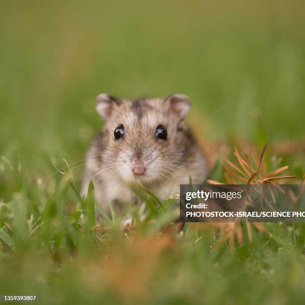 djungarian hamster - djungarian hamster stock pictures, royalty-free photos & images