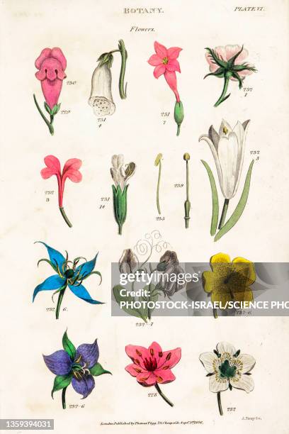 Flower Classification Book 13,113 Library Of Flowers Stock Photos, High-Res Pictures, and Images ...