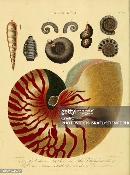 ilustraciones, imágenes clip art, dibujos animados e iconos de stock de nautilus shell, 19th century illustration - grabado en metal