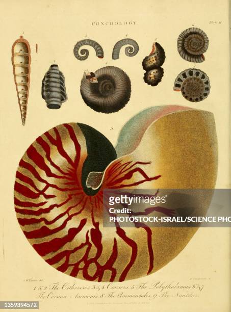 nautilus shell, 19th century illustration - encyclopaedia点のイラスト素材／クリップアート素材／マンガ素材／アイコン素材
