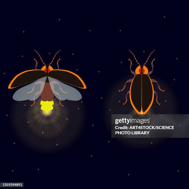 firefly insects, conceptual illustration - beetle stock-grafiken, -clipart, -cartoons und -symbole