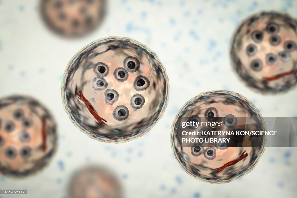 Cysts of Entamoeba coli protozoan, illustration