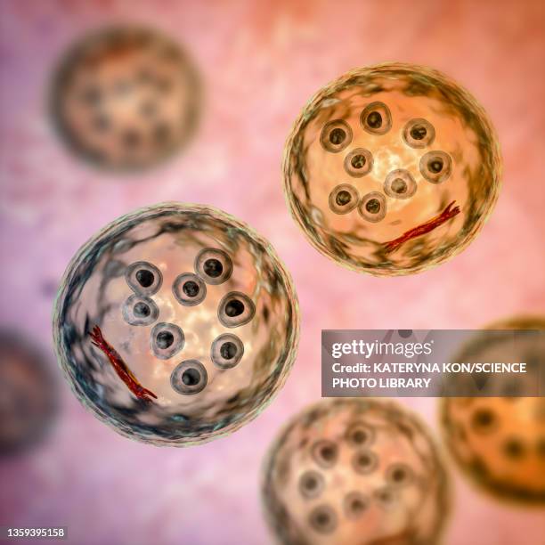 stockillustraties, clipart, cartoons en iconen met cysts of entamoeba coli protozoan, illustration - amoebiasis