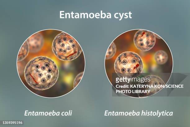 stockillustraties, clipart, cartoons en iconen met cysts of entamoeba protozoans, illustration - amoebiasis