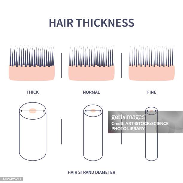 hair thickness types, conceptual illustration - コラーゲン点のイラスト素材／クリップアート素材／マンガ素材／アイコン素材