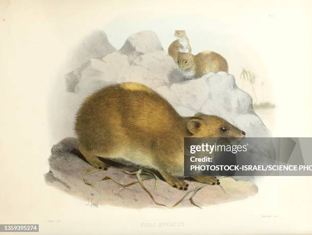 rock hyrax, 19th century illustration - tristan stock illustrations