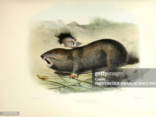 greater mole-rat, 19th century illustration - tristan stock illustrations