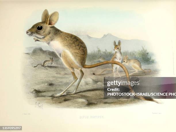 lesser jerboa, 19th century illustration - tristan stock illustrations