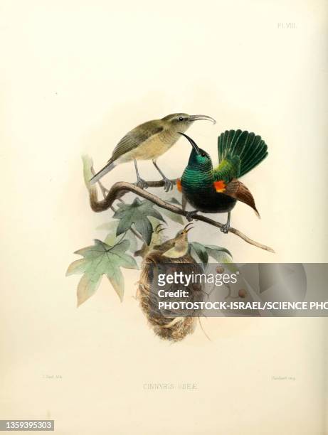 bildbanksillustrationer, clip art samt tecknat material och ikoner med palestine sunbirds, 19th century illustration - tropikfågel