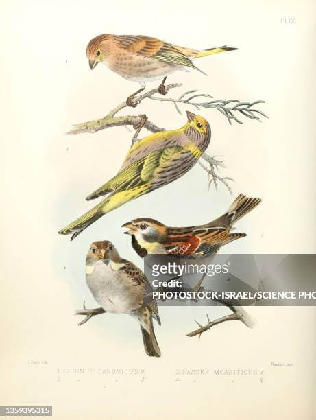 finches and sparrows, 19th century illustration - tristan stock illustrations