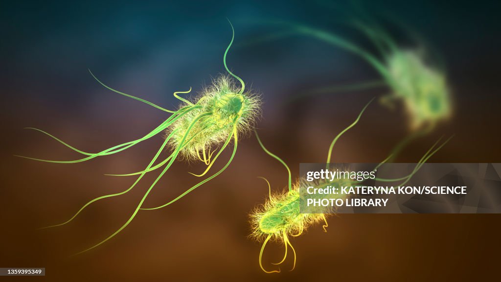 Escherichia coli bacteria, illustration