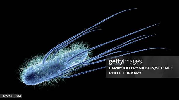 Coliform Drawing 54 Fecal Coliform Bacteria Stock Photos, High-Res Pictures, and Images ...