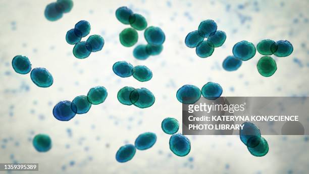 lactococcus bacteria, illustration - streptococcus stock-fotos und bilder