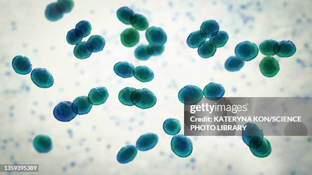 lactococcus bacteria, illustration - streptococcus lactis cremoris stockfoto's en -beelden