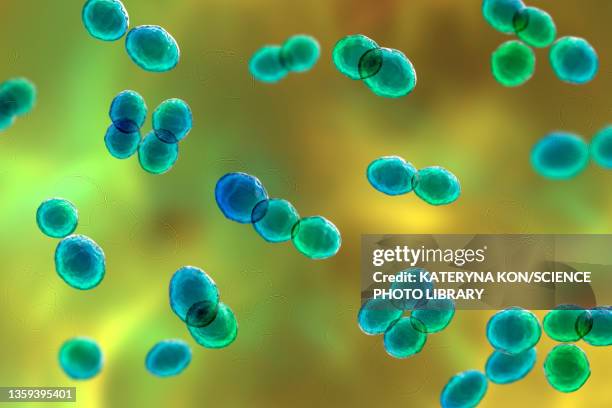 lactococcus bacteria, illustration - streptococcus fotografías e imágenes de stock