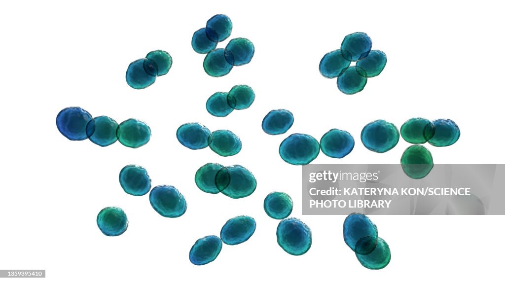 Lactococcus bacteria, illustration