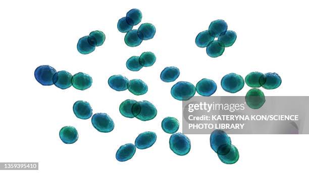 lactococcus bacteria, illustration - food white background stock illustrations