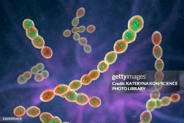 leuconostoc bacteria, illustration - kimchi stock illustrations