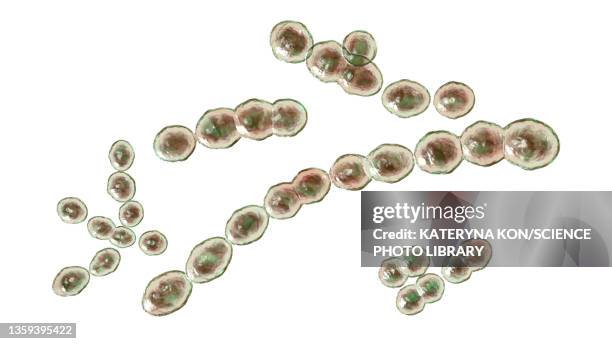 ilustrações de stock, clip art, desenhos animados e ícones de leuconostoc bacteria, illustration - leuconostoc