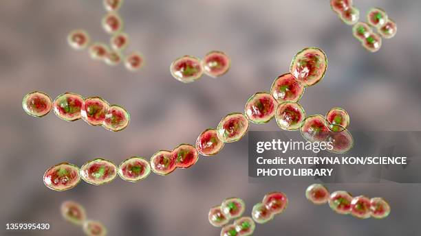 leuconostoc bacteria, illustration - leuconostoc stock illustrations