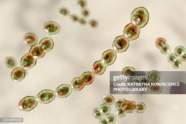 leuconostoc bacteria, illustration - leuconostoc stock illustrations