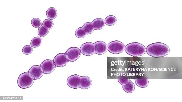 leuconostoc bacteria, illustration - kimchi stock illustrations