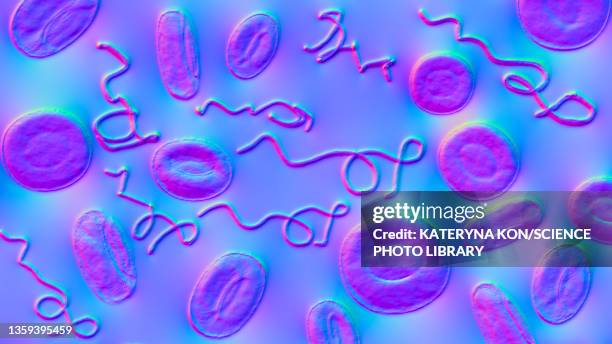borrelia bacteria in blood, illustration - lymekrankheit stock-grafiken, -clipart, -cartoons und -symbole