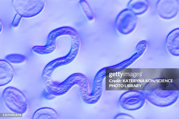 stockillustraties, clipart, cartoons en iconen met brugia malayi parasitic worm, illustration - parasite