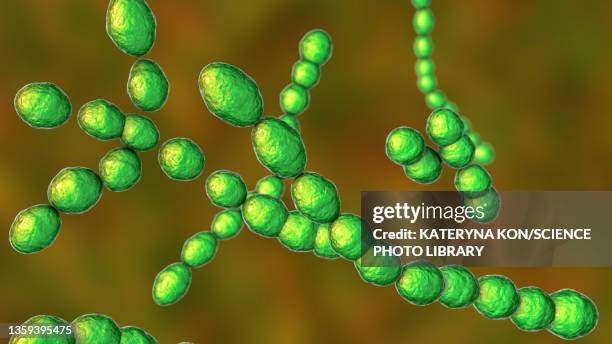 leuconostoc bacteria, illustration - leuconostoc stock illustrations