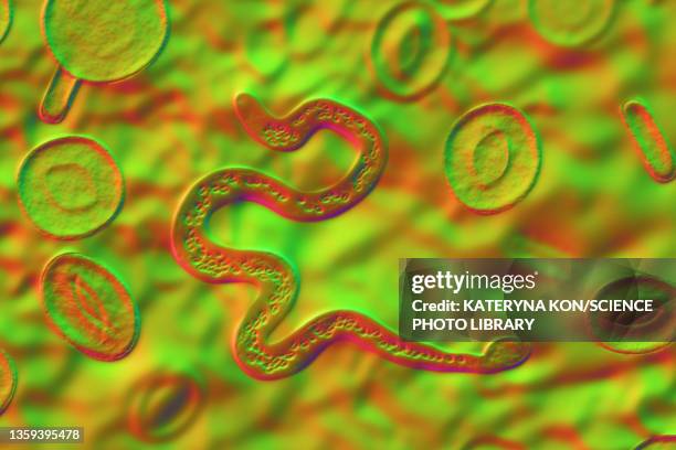 brugia malayi parasitic worm, illustration - elephantiasis stock illustrations