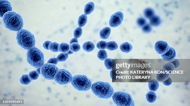 leuconostoc bacteria, illustration - kimchi stock illustrations