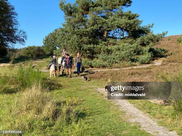 family walking in the heath - tallskogsland bildbanksfoton och bilder