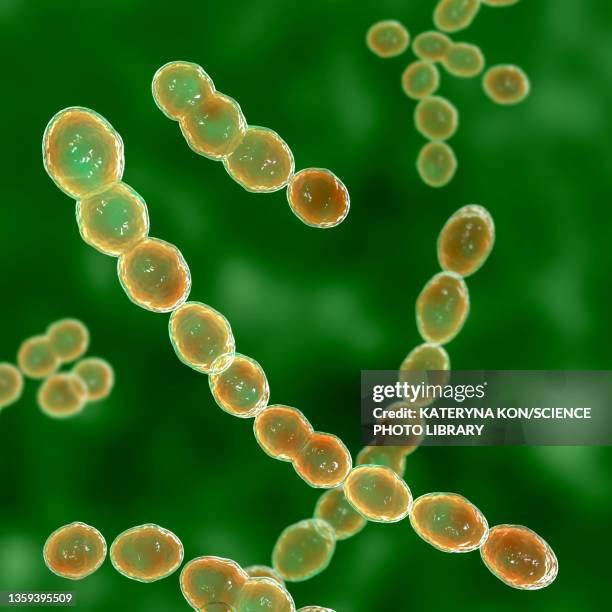 leuconostoc bacteria, illustration - leuconostoc stock illustrations