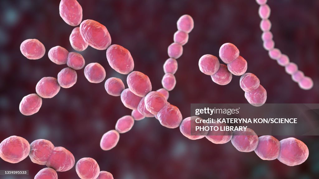 Leuconostoc bacteria, illustration