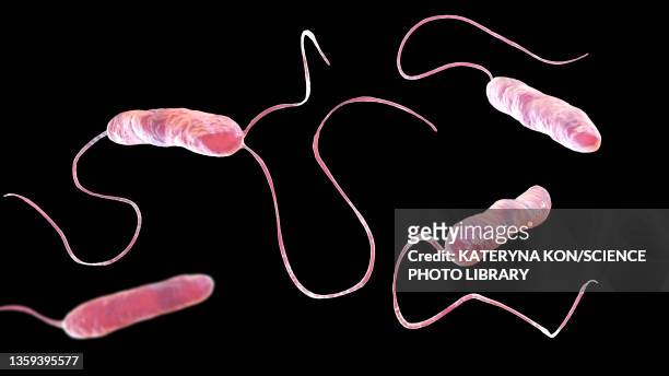 stenotrophomonas maltophilia bacteria, illustration - cell flagellum stock-grafiken, -clipart, -cartoons und -symbole