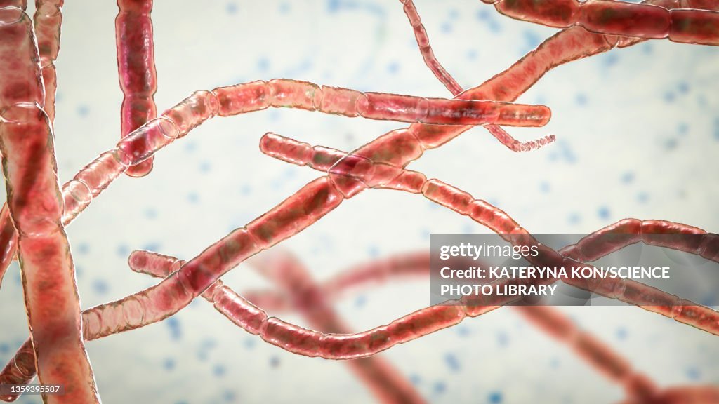 Nocardia bacteria, illustration