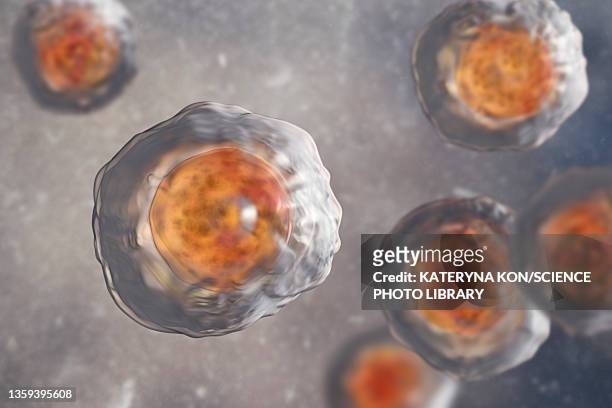 eggs of the parasite ascaris lumbricoides, illustration - roundworm stock-fotos und bilder