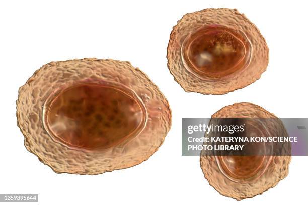 eggs of the parasite ascaris lumbricoides, illustration - ascaris stock illustrations