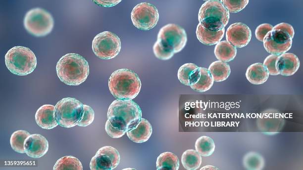 Podococcus 12 Pediococcus Stock Photos, High-Res Pictures, and Images - Getty Images