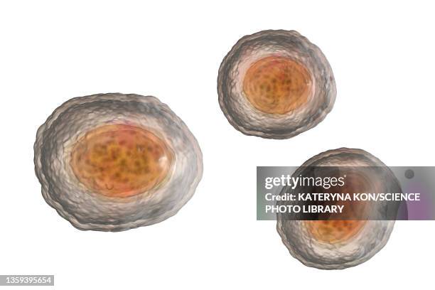 eggs of the parasite ascaris lumbricoides, illustration - ascaris stock illustrations