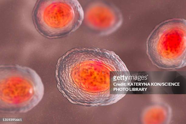 eggs of the parasite ascaris lumbricoides, illustration - ascaris stock pictures, royalty-free photos & images
