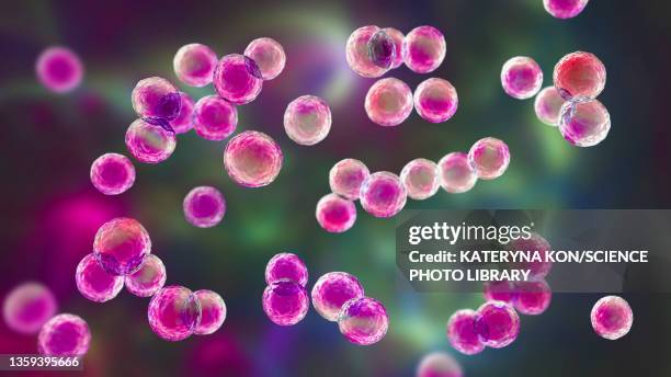Podococcus Pediococcus Photos and Premium High Res Pictures - Getty Images