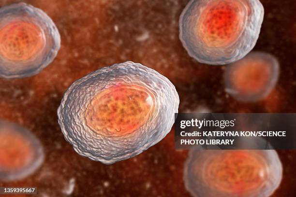 eggs of the parasite ascaris lumbricoides, illustration - ascaris stock pictures, royalty-free photos & images