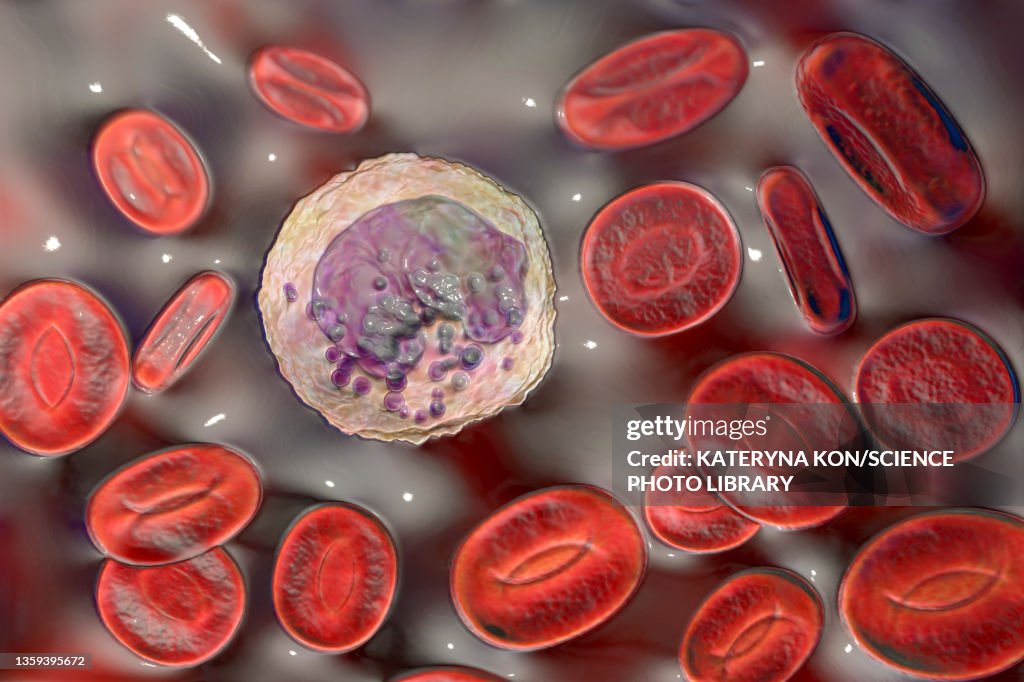 Basophils Rbc Basophil And Red Blood Cell Illustration High-Res Vector Graphic ...