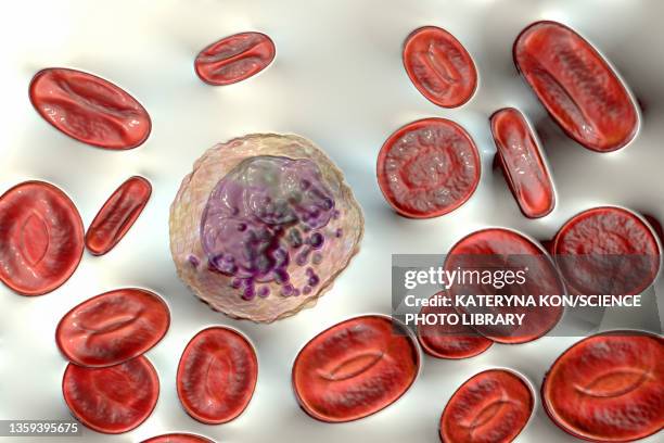 ilustrações, clipart, desenhos animados e ícones de basophil and red blood cell, illustration - anticoagulant