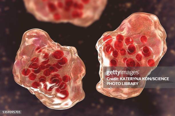 measles virus infection, illustration - virus organism stock pictures, royalty-free photos & images