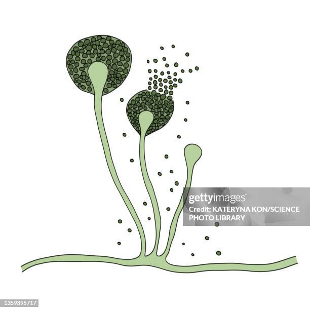 structure of mucor mold, illustration - rhizopus stock illustrations