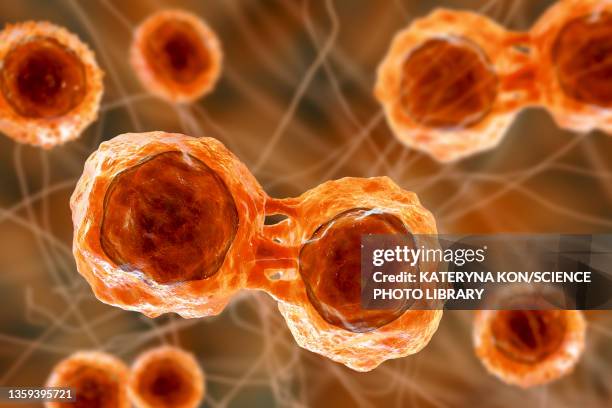 stem cells, illustration - lymphoma 幅插畫檔、美工圖案、卡通及圖標